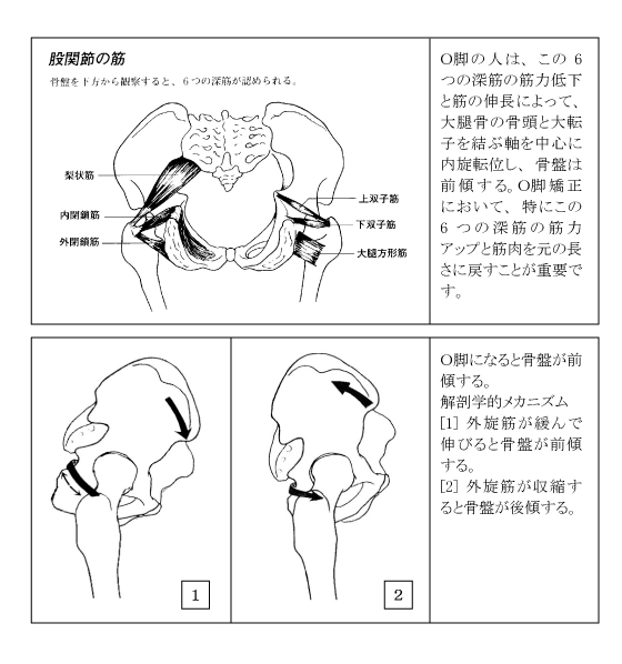 腿を外旋させる「深層外旋六筋」