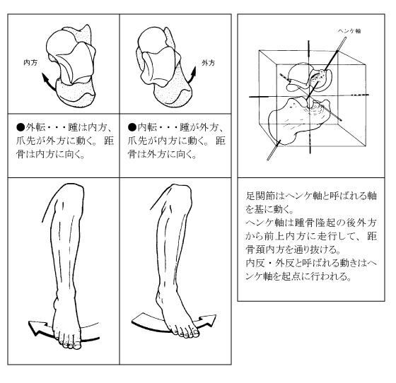 距骨下(距踵)関節
